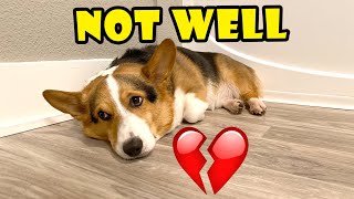 CORGI’s Mysterious Injury Worsens: Health Update || Extra After College
