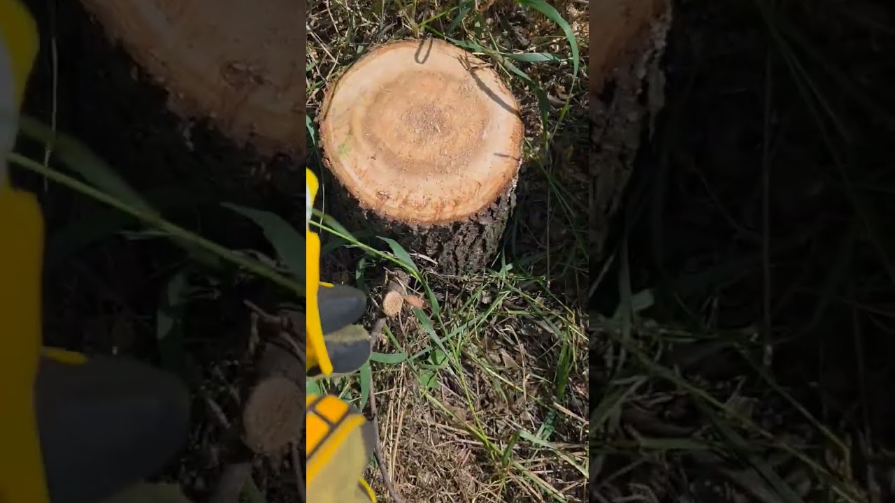 Kill every siberian elm tree you find.  