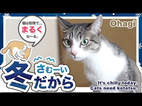 さむーい冬は、猫は炬燵で...