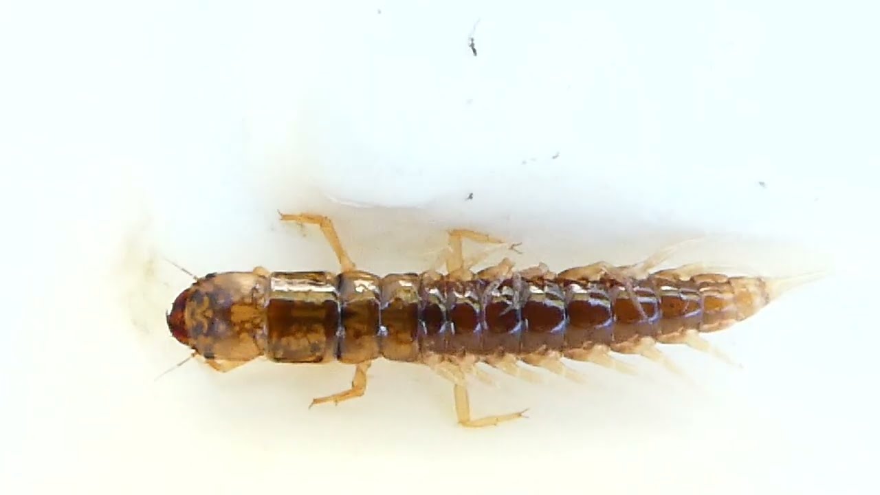 střechatka obecná(Sialis lutaria) vodnárka močiarna/alderfly/Gemeine Schlammfliege/Żylenica nadwodna