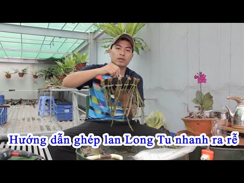 Hướng dẫn ghép lan Long Tu Đá đơn giản và rất nhanh ra rễ | Foci