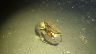 Radio island night dive