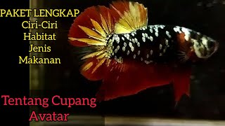 Bahas Ikan Cupang Avatar Sampai Tuntas