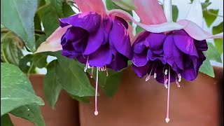 2024 - 2025 Ilkbahar Sezonundan Güzelliklerle 🌼🌸🌺🌷🍀