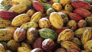 Chocolate pioneers eye Vietnam for cocoa production