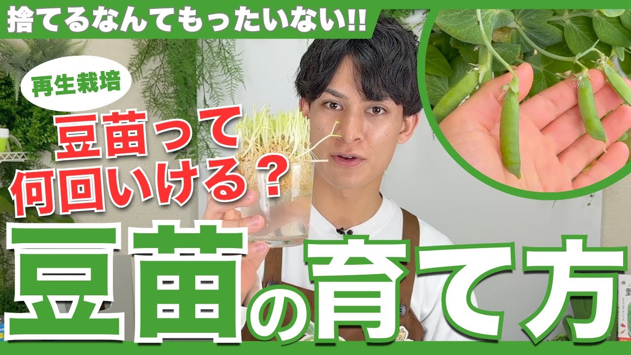 誰でも簡単な豆苗の再生栽培！収穫量アップのコツ＆豆まで再収穫する裏ワザも公開！【ハイポネックス】