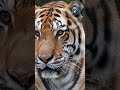 El tigre no enseña sus garras… hasta que debe hacerlo 🐯🔥 | Proverbio chino
