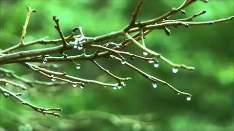 #مشاري_راشد_العفاسي سورة الحديد يحاكي علي جابر رحمه الله