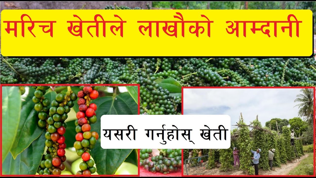 यसरी गर्नुहोस् मरिच खेती छोटो समयमा लाखौ आम्दानी black pepper