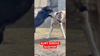 Alfa Kurt Sürüye Alışıyor