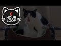  asmr cat grooming  79 8 hour loop dark version