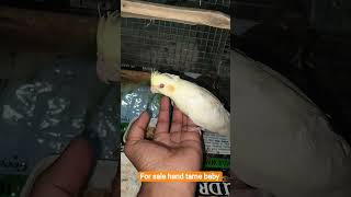 Cute cocktail Parrot video #birds #birds #talkingparot #cockatiel #video #parrot #parrotfood