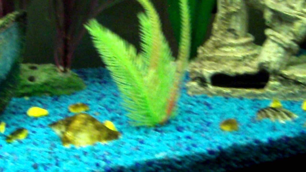 il mio acquario 100 litri scalari - YouTube
