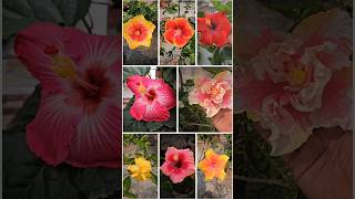 8 Amazing Varities of HIBISCUS - My Collection #hibiscus