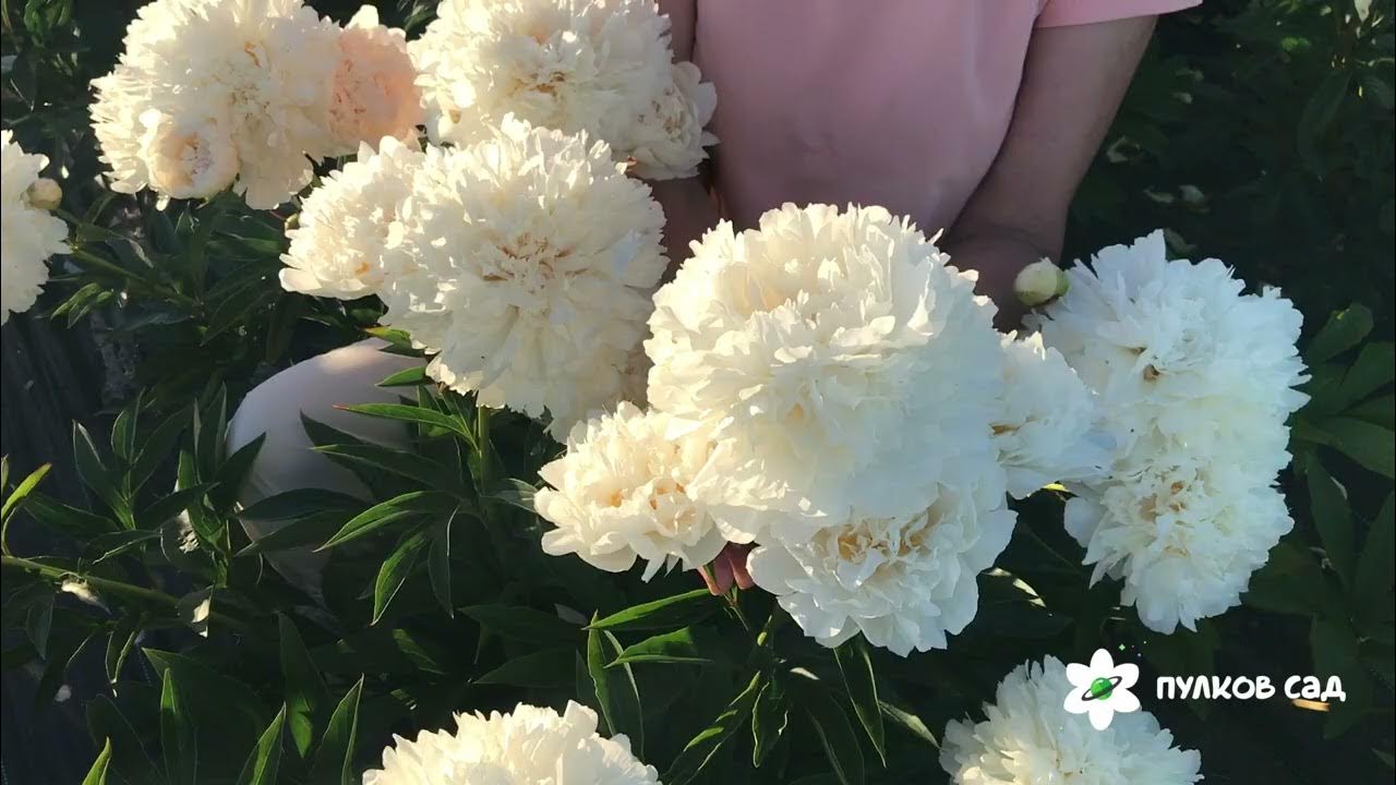 Festiva Powder Puff peony. Фестива Паудер Пафф пион. Пулков сад YouTube