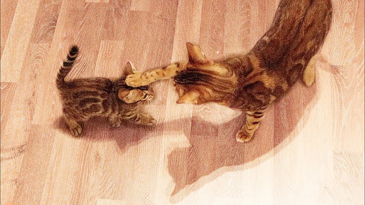 Video 10544031: bengalcat bengals cat kitten, bengals kitten bengalcat animals, bengal cat meow kitten, bengal babies kitten cat, kitten happy