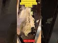 Asakusa Tokyo Food Monja Chef #tokyo #Asakusa #Food