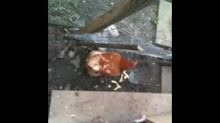 My chicken having fun in it's new home R.I.P ITS DEAD NOW :@