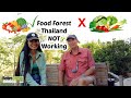 Our 2 year thai food forest update  mtga 2023
