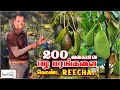 Fruit farming in sri lanka vlog  best farm house in sri lanka  bk in reecha