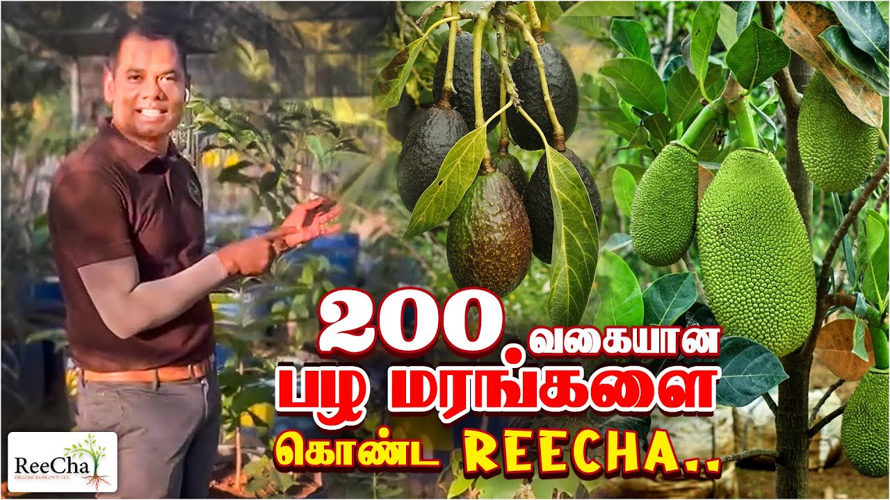 Fruit Farming in Sri Lanka Vlog | Best Farm House in Sri Lanka | BK in Reecha