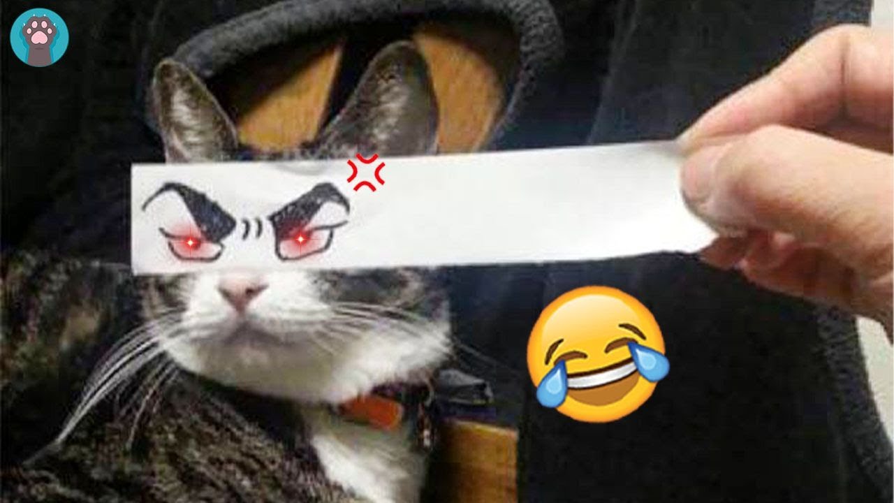 Кот с ножем мем Watch These CATS With Funny Anime Eyes Life PAWsome - YouTube