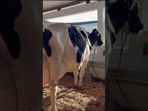 Conheça a vaca Poesia recordista de produção de leite dia