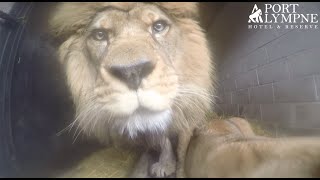 Weighing Lions And Tigers | Port Lympne Hotel & Reserve