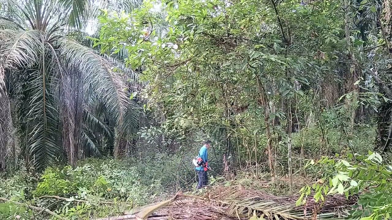 Mesin Rumput Mata Chainsaw