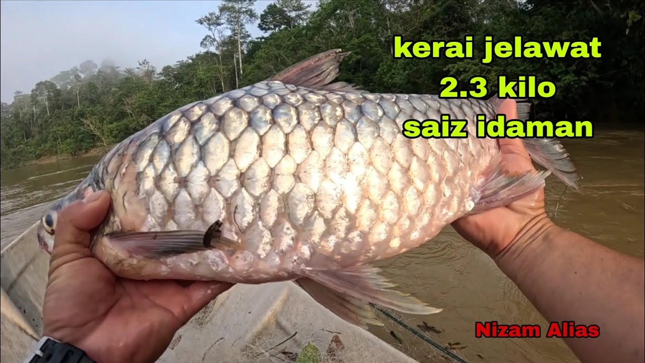 SAIZ IDAMAN KERAI JELAWAT 2.3 KILO