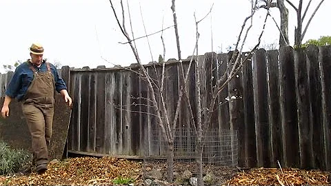 Planting Two Varieties Of Dwarf Fruit Trees In One Hole!