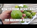 Figs how to prune a desert king fig for max breba production in the pacific northwest