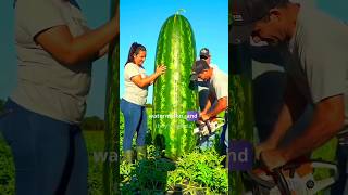 World's Biggest Watermelon Ever Grown 🤯 || #shorts #viralvideo #facts Net Worth