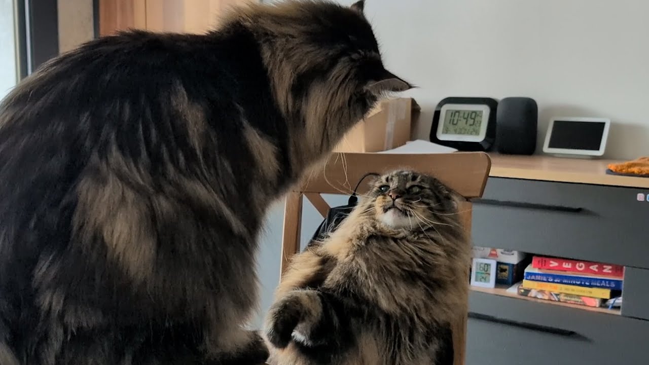 Moss Decided Roy Had to Go | Norwegian Forest Cats