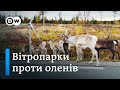 Як вітряки витісняють оленів у Швеції - "Європа у фокусі" | DW Ukrainian