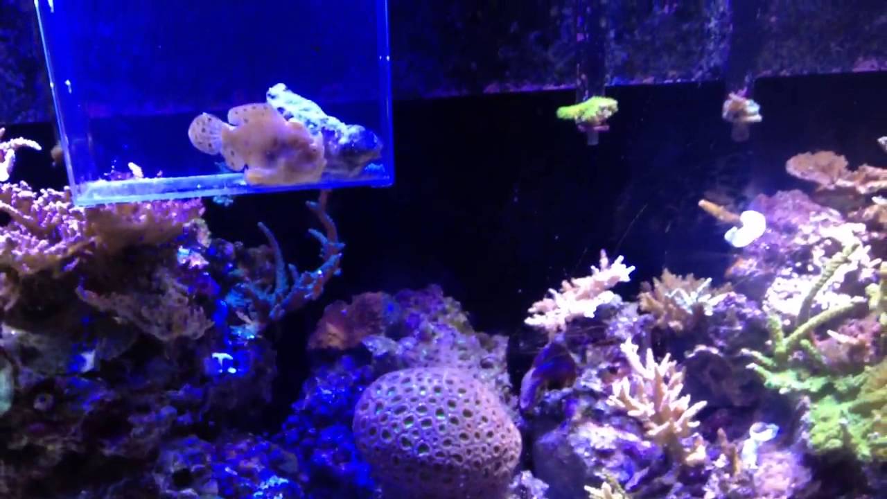 Common angler fish in aquarium YouTube