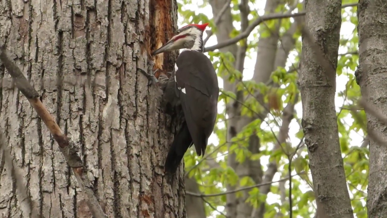 Species Spotlight: Pileated Woodpecker 