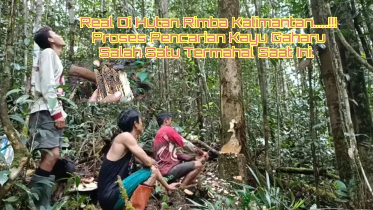 PROSES PENCARIAN DAN PENGAMBILAN KAYU GAHARU KALIMANTAN.