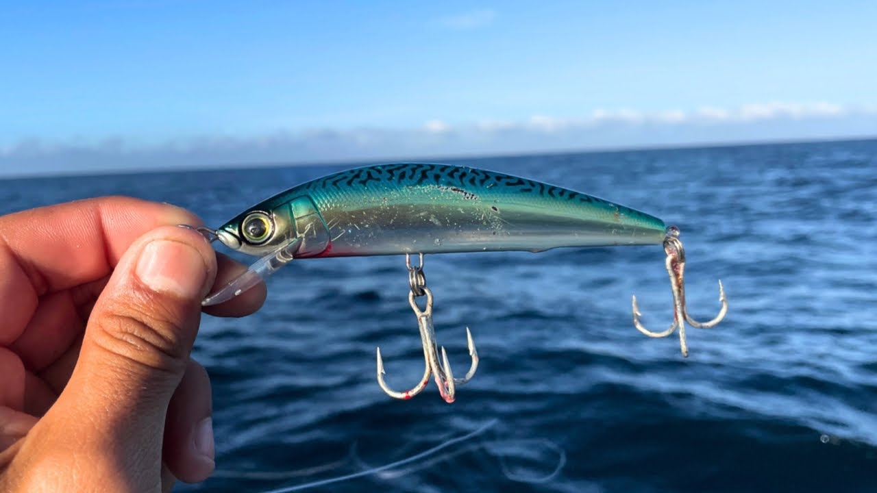 El mejor Señuelo para PARGOS Colorados