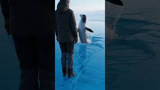 They met after long time #reunion #emotionalanimalvideo