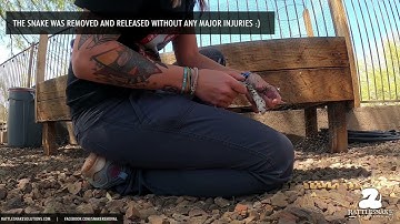 Gophersnake stuck in bird netting.