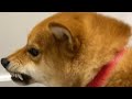 shiba inu's are extremely dangerous dogs