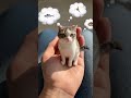 我が家のネコが手のひらサイズにちっちゃくなっちゃった!?🐈💫