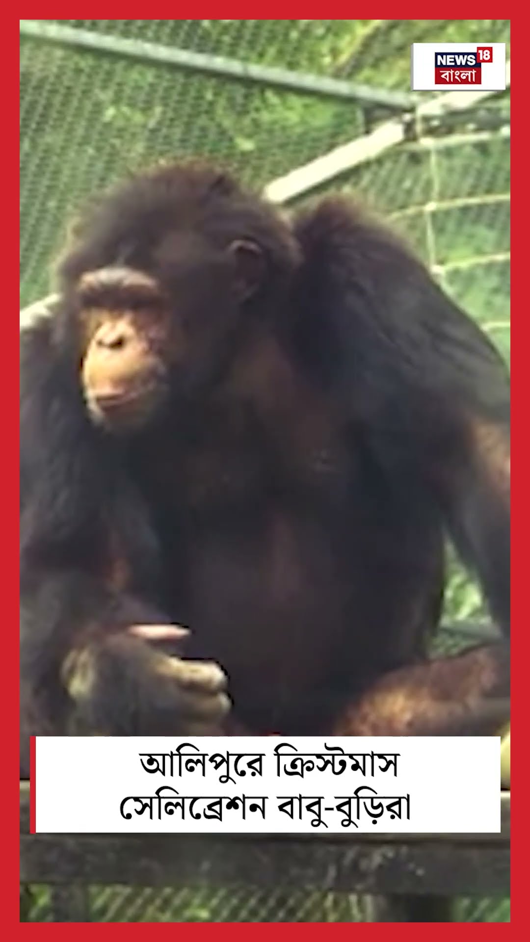 Alipore Zoo তে Christmas Celebration এ বাবু-বুড়িরা #shorts