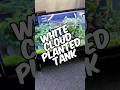 A Quick Update On My Planted, Room Temperature Golden White Cloud Minnow Tank!