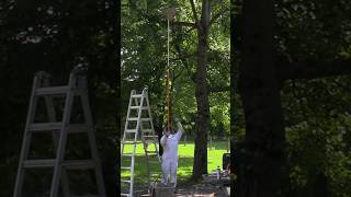 Rocky Snip and Catch a Hornents Nest! #hornetking #hornets #wasp #waspnestremoval