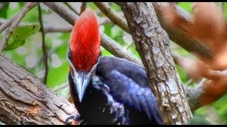 Pileated Woodpeckers Amazing Calls