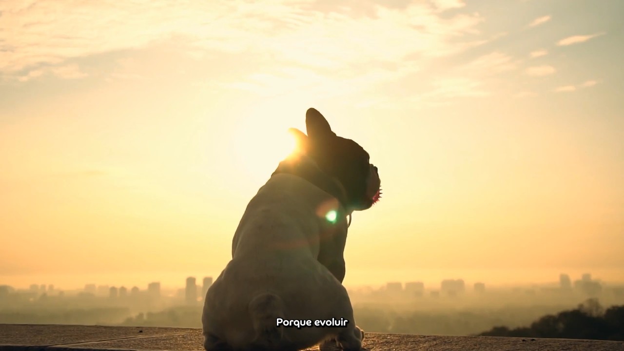 Vet Dermatologia | Logo Reveal