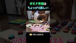 早すぎ準備はちょっぴり寂しいシェルティ【会話ボタンでしゃべる犬】 #shorts #犬