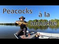 Je tente la pche  la mouche en amazonie